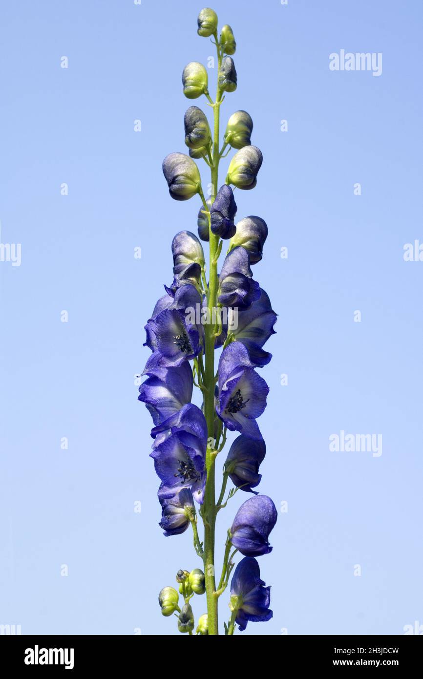 Monkshood; Aconitium; napellus; Foto Stock