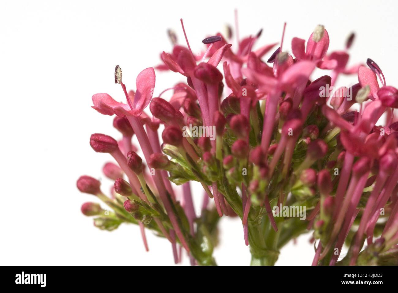 Spornblume,, Centranthus ruber, Spornblumen, Foto Stock