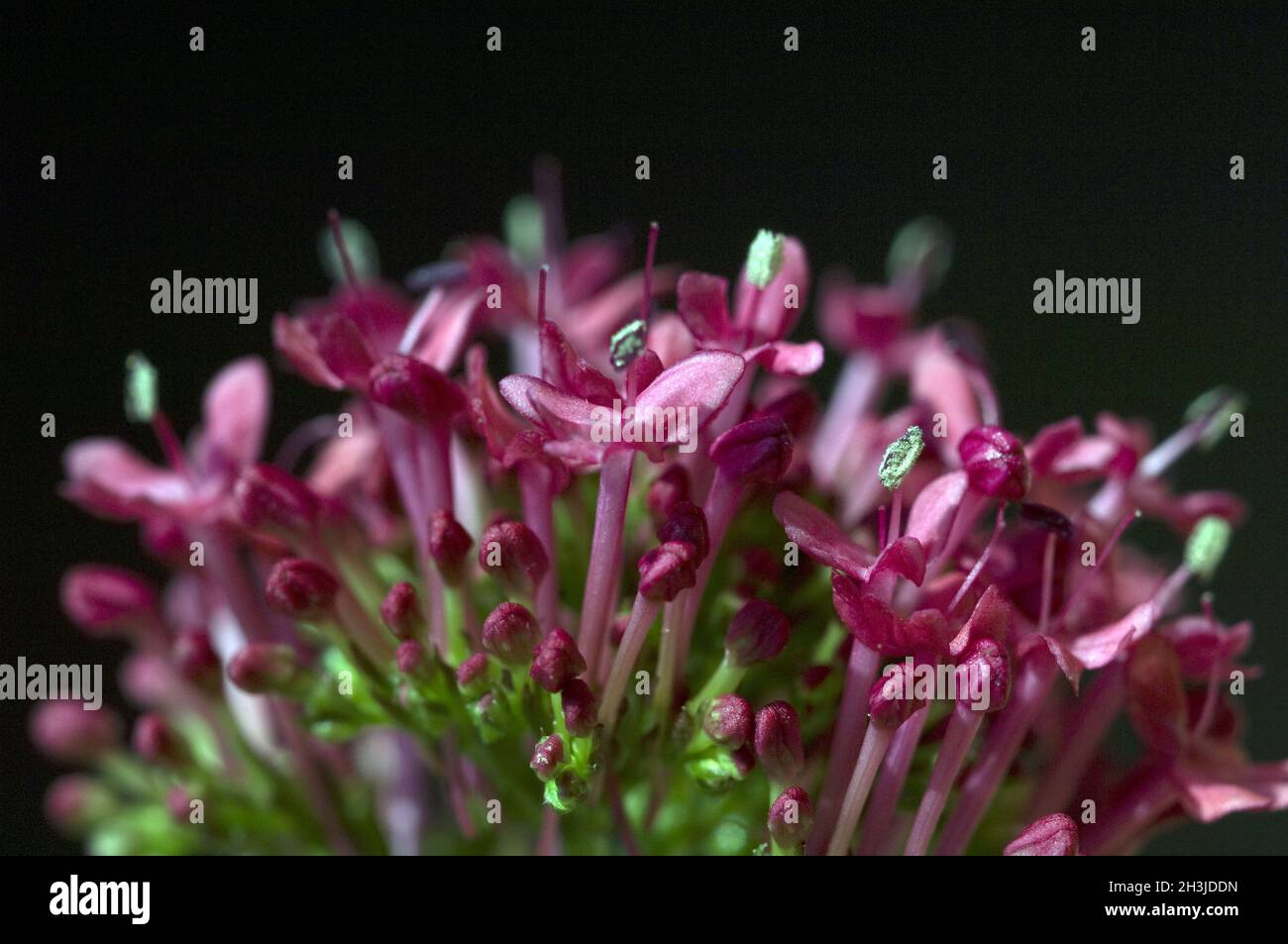 Spornblume,, Centranthus ruber, Spornblumen, Foto Stock