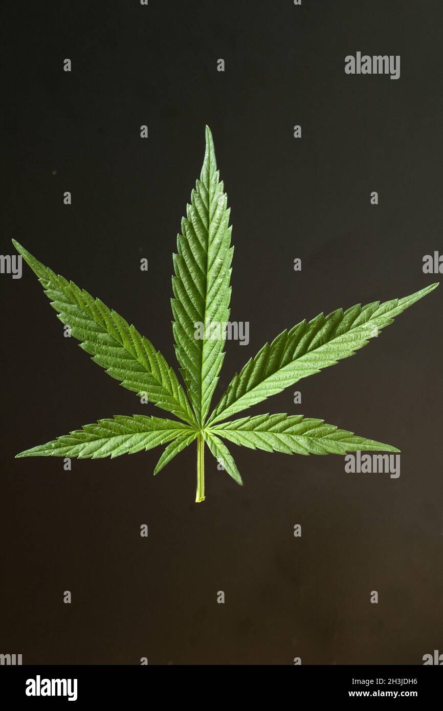 Foglietto illustrativo di canapa, cannabis, sativa, canapa Foto Stock