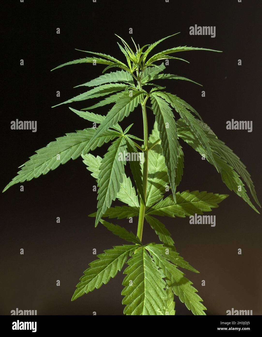 Foglietto illustrativo di canapa, cannabis, sativa, canapa Foto Stock