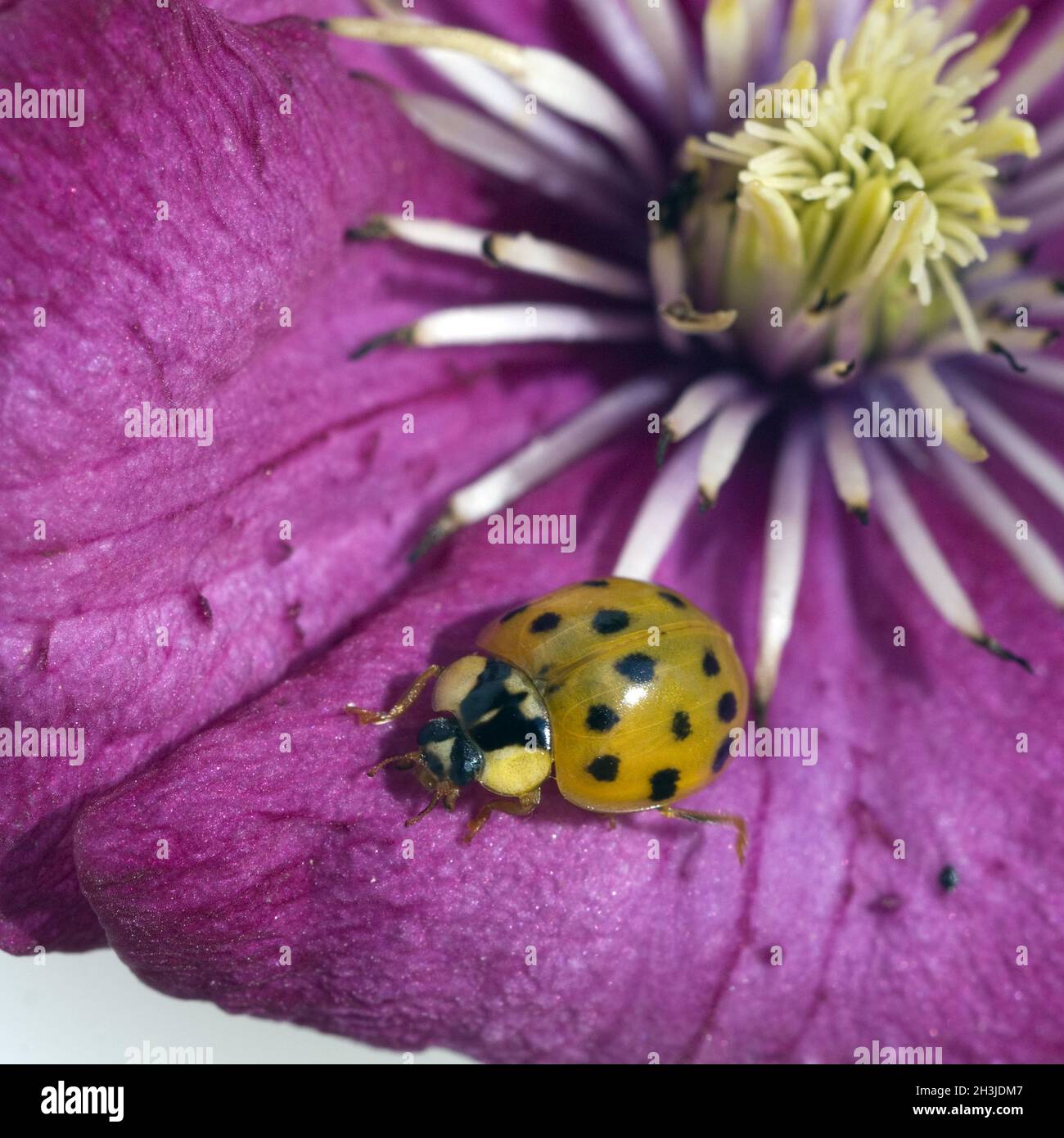 Asian; ladybird; Harmonia; axyrides; insetto, scarabeo Foto Stock