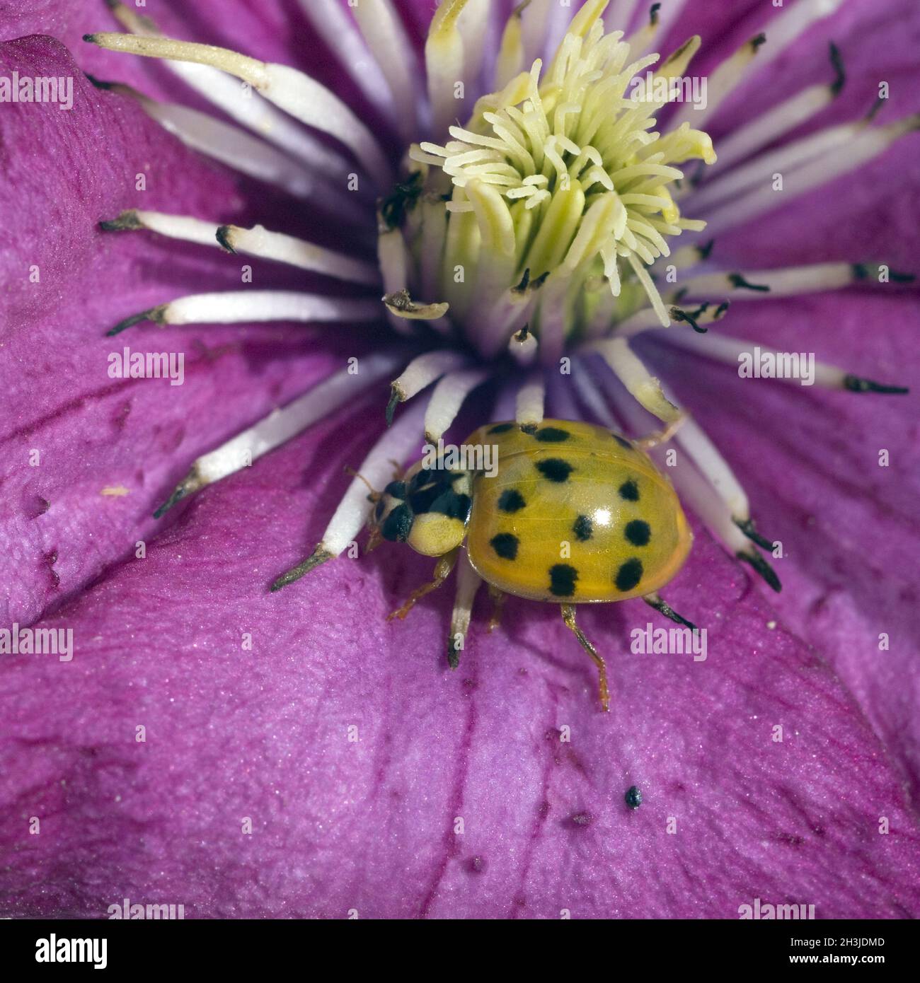 Asian; ladybird; Harmonia; axyrides; insetto, scarabeo Foto Stock
