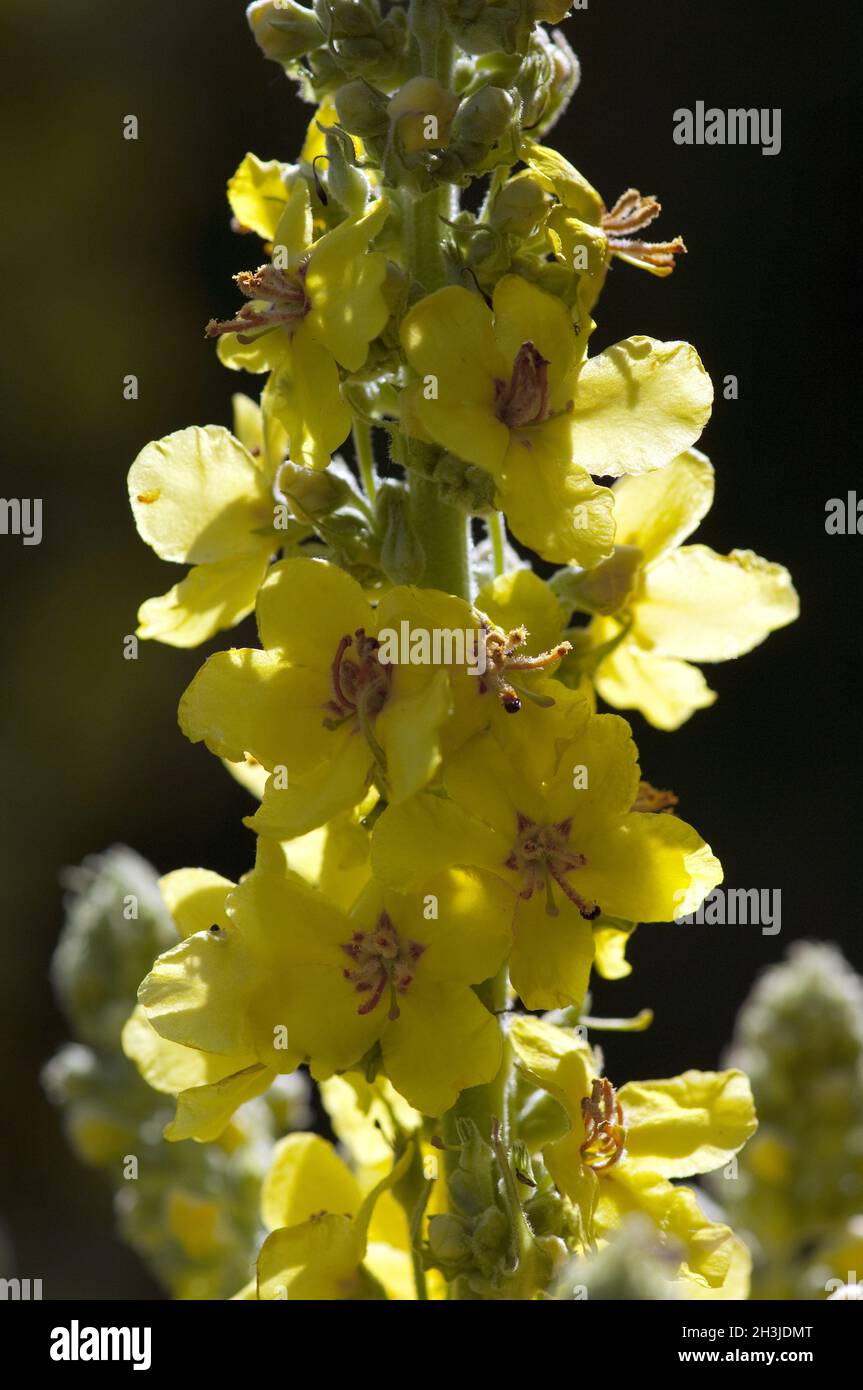 Verbascum, densiflorum; pianta medicinale, menta re Foto Stock