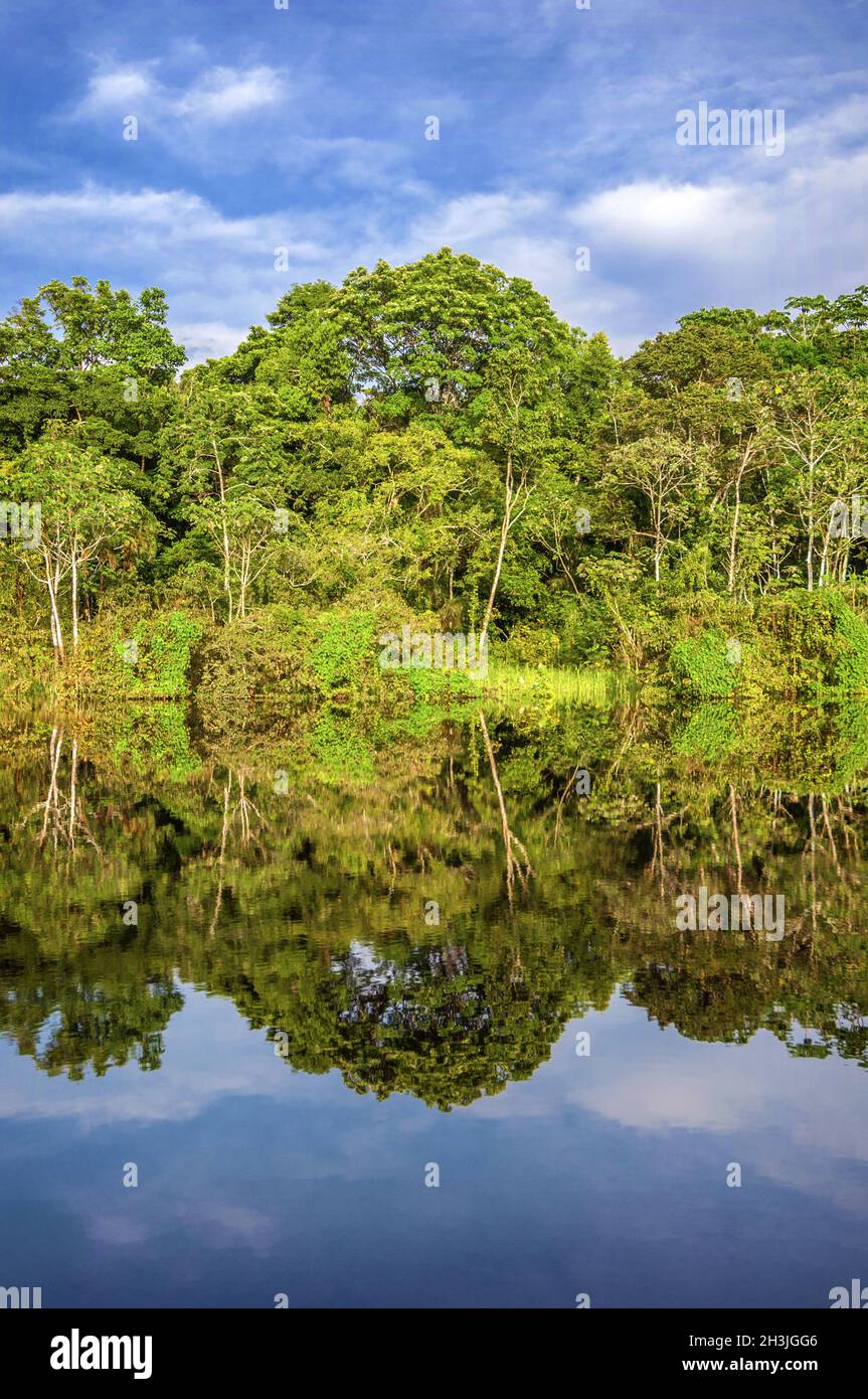 Fiume nella foresta pluviale amazzonica, Perù, Sud America Foto Stock