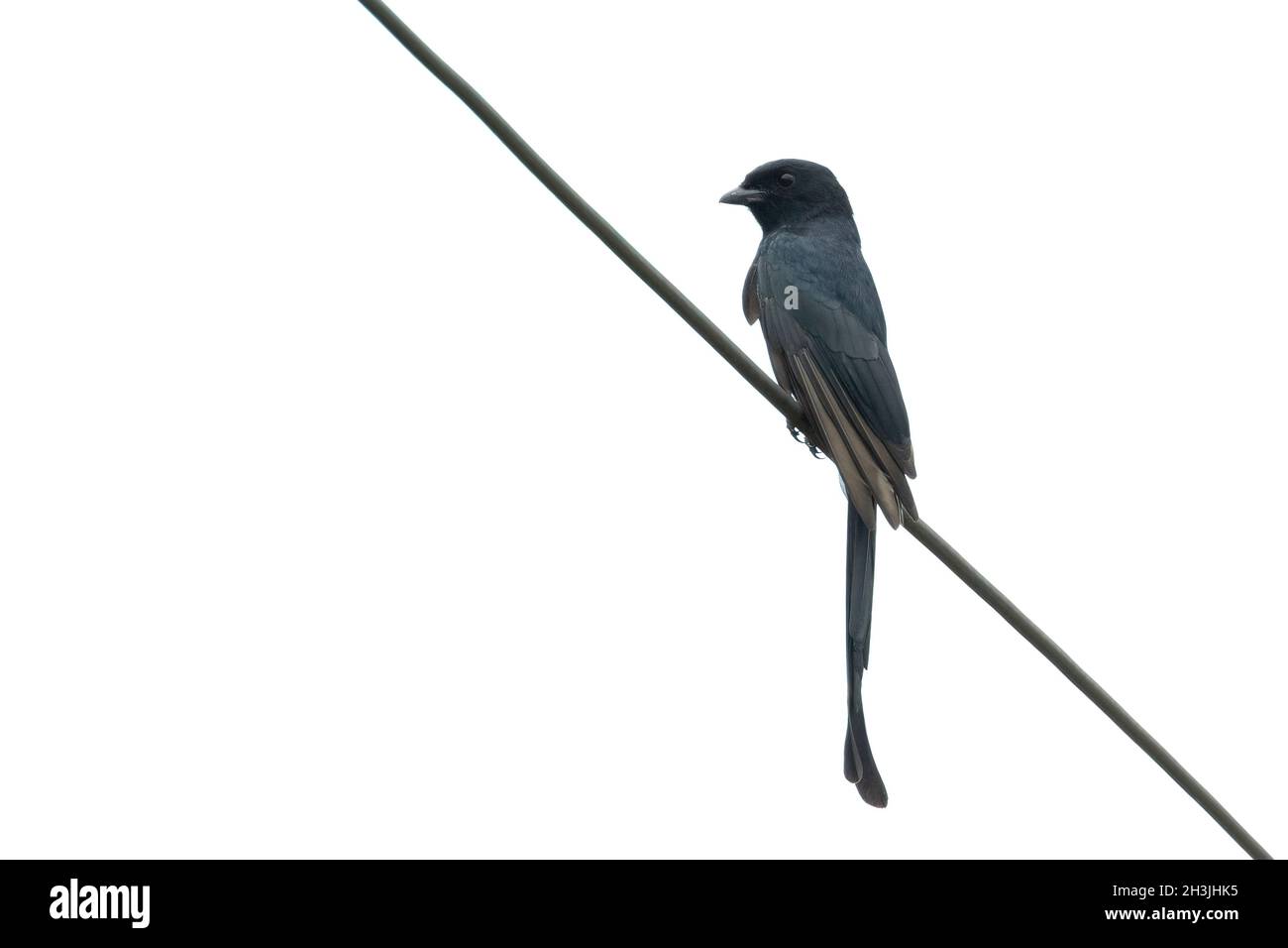 Immagine di Drongo (Dicrurus paradiseus) a coda di racchetta su sfondo di wite. Uccello. Animali. Foto Stock