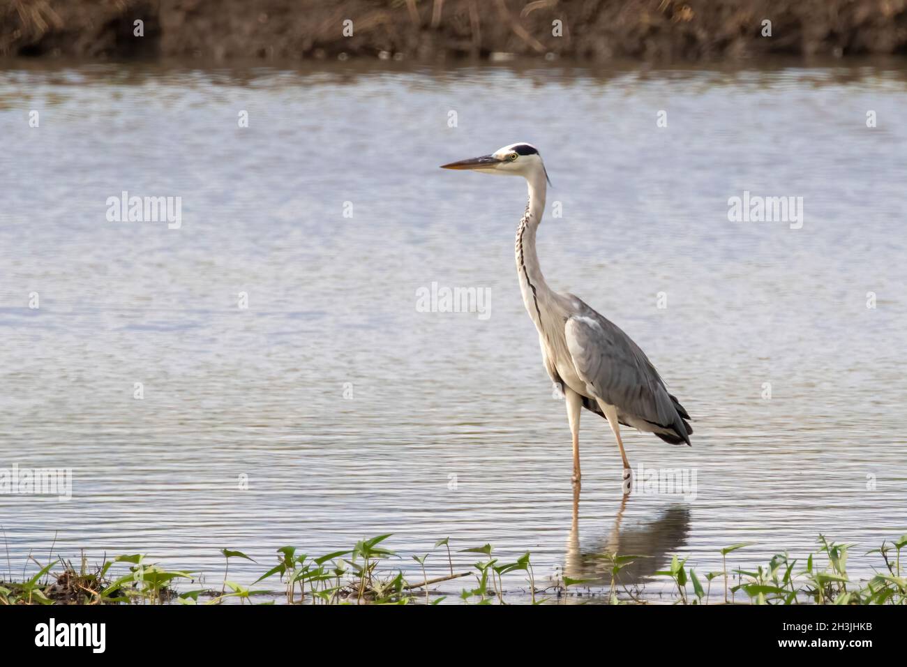 Immagine di airone grigio (Ardea cinerea) in piedi nella palude sullo sfondo della natura Foto Stock