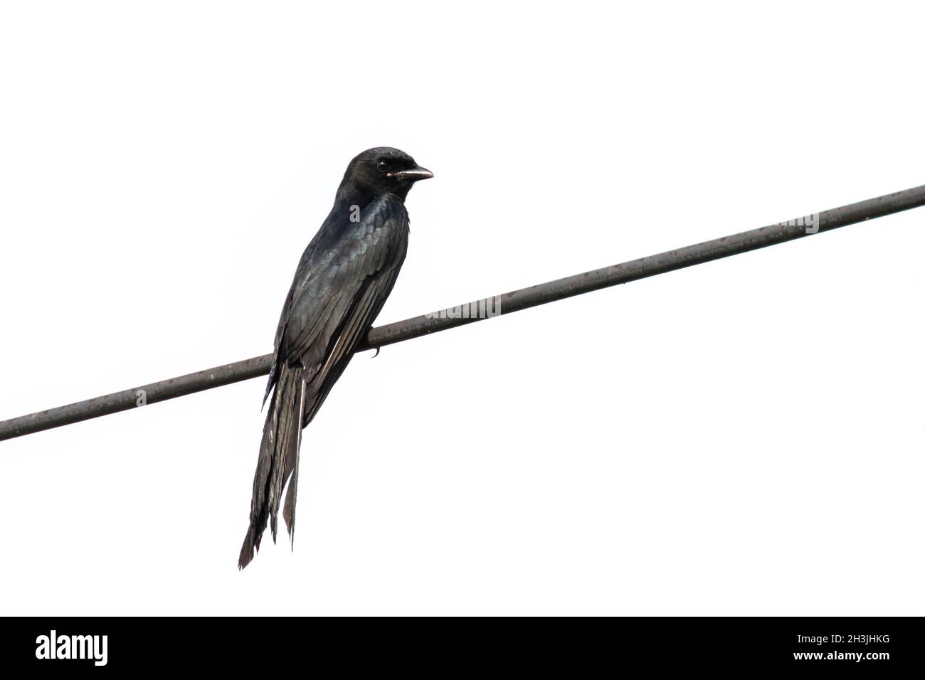 Immagine di Drongo (Dicrurus paradiseus) a coda di racchetta su sfondo di wite. Uccello. Animali. Foto Stock