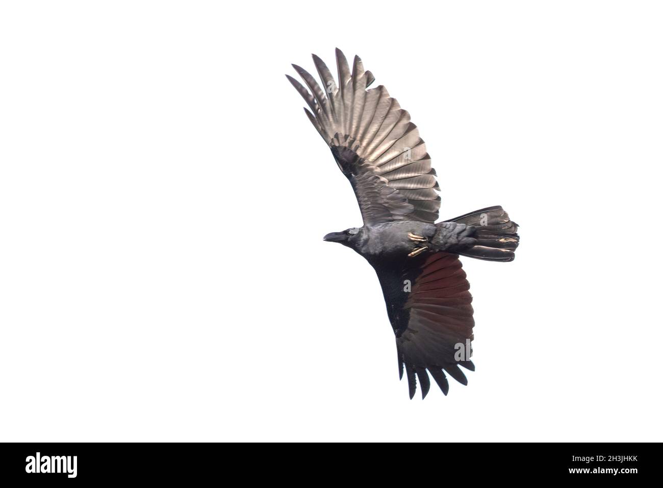 Immagine di un corvo che batte le sue ali isolate su sfondo bianco. Uccelli. Animali selvatici. Foto Stock
