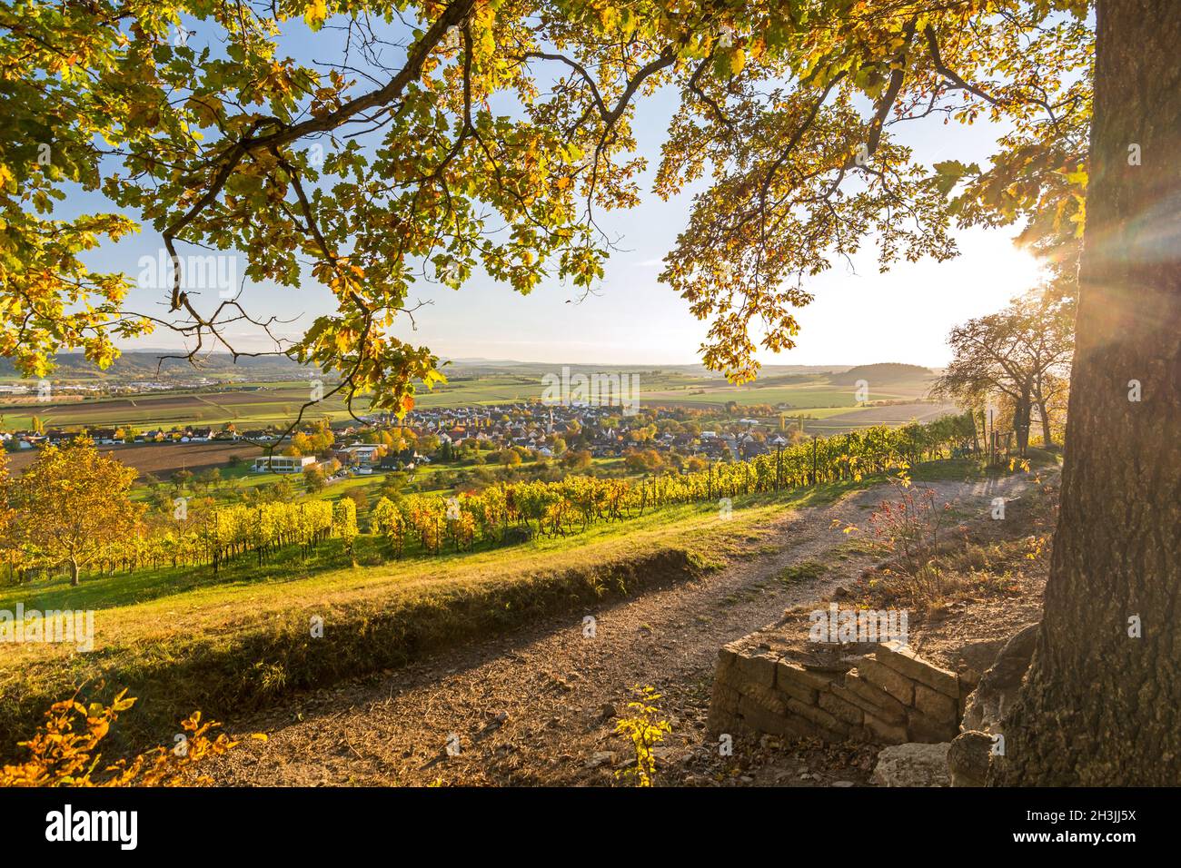 Ammira i rami autunnali dell'albero su un vigneto, un villaggio e una valle scenografici al tramonto nella Germania meridionale Foto Stock