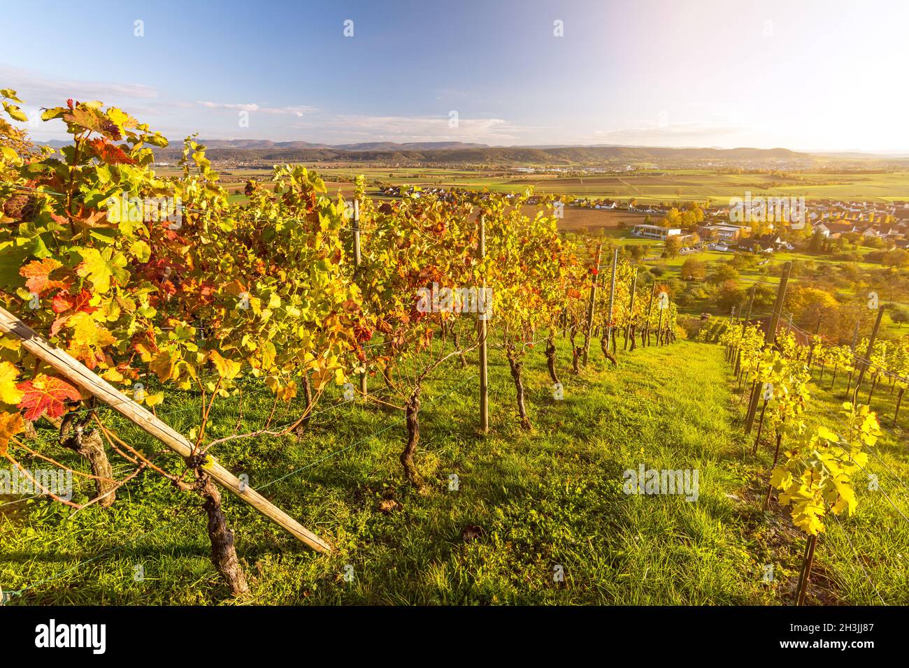 Vigneto panoramico in bellissimo paesaggio autunnale nella Germania meridionale al tramonto Foto Stock