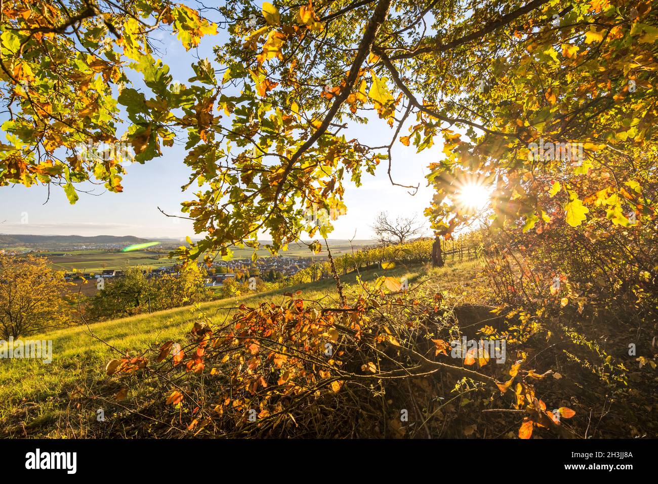 Sole che splende attraverso le foglie colorate di un albero su un vigneto in bellissimo paesaggio autunnale Foto Stock