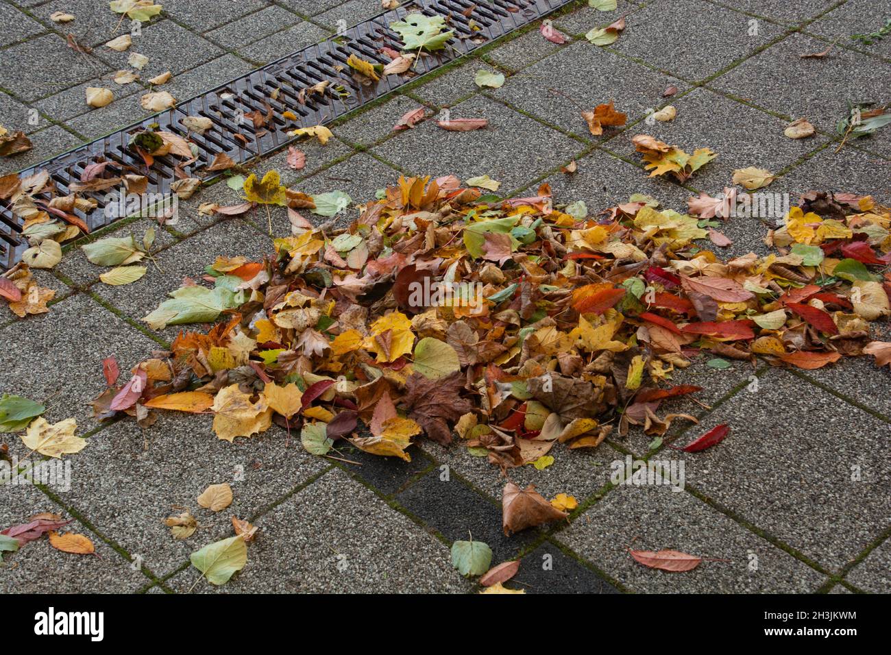 caduta foglie secche in autunno soffiato insieme in un mucchio dal vento Foto Stock
