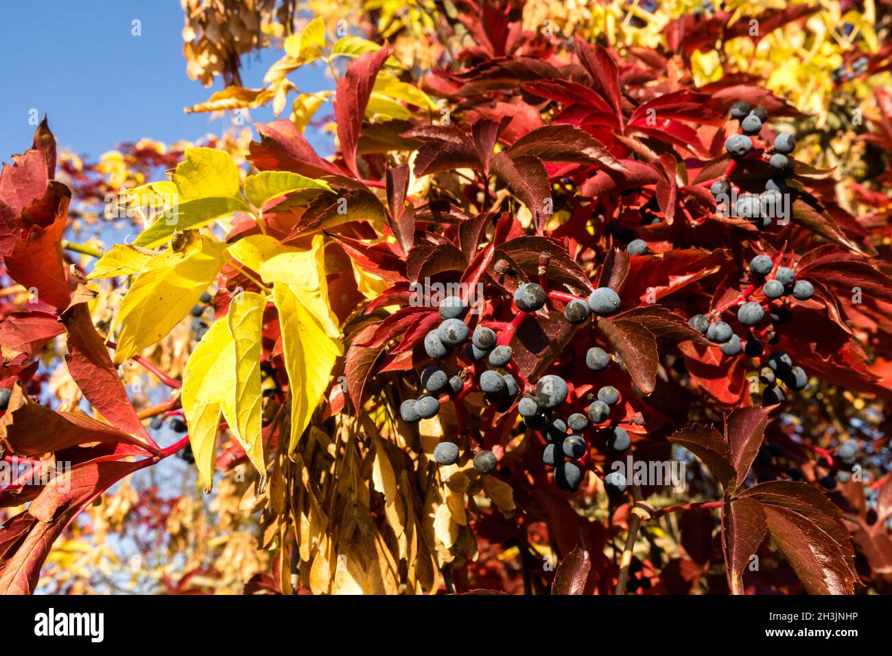 Primo piano Virginia Creeper Foto Stock