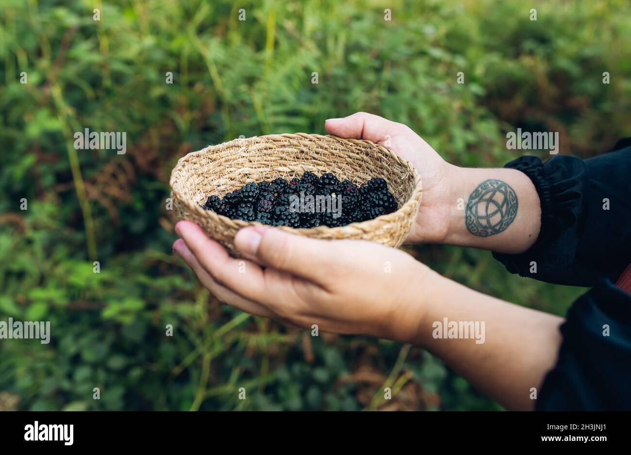 Dettaglio delle mani di una giovane donna che tiene un piccolo cestino di vimini con more mature appena raccolte. Foto Stock