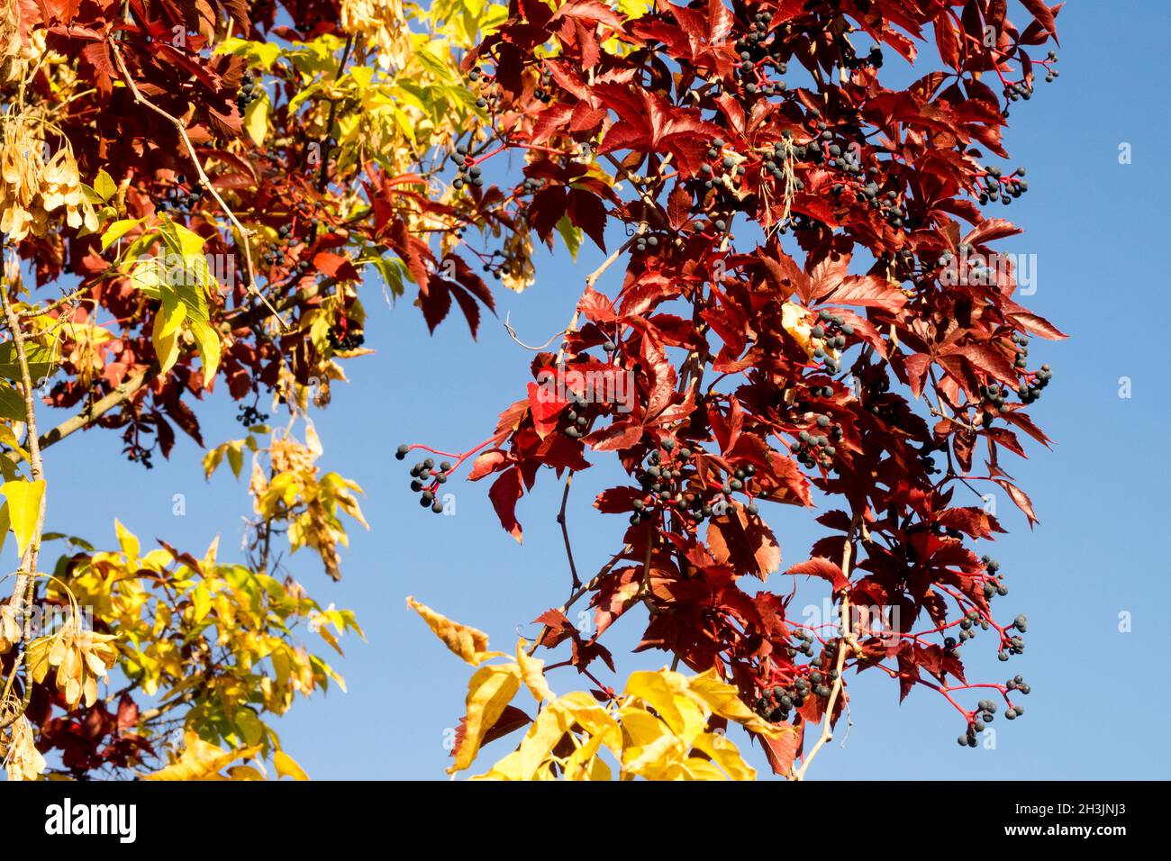 Climbing pianta autunno rosso foglie Virginia Creeper climber Foto Stock