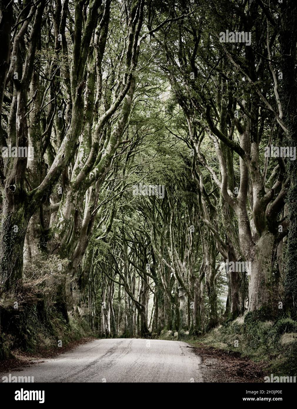 Viale di alberi di faggio lungo una corsia vicino a Bridestowe sul bordo di Dartmoor Devon Regno Unito Foto Stock