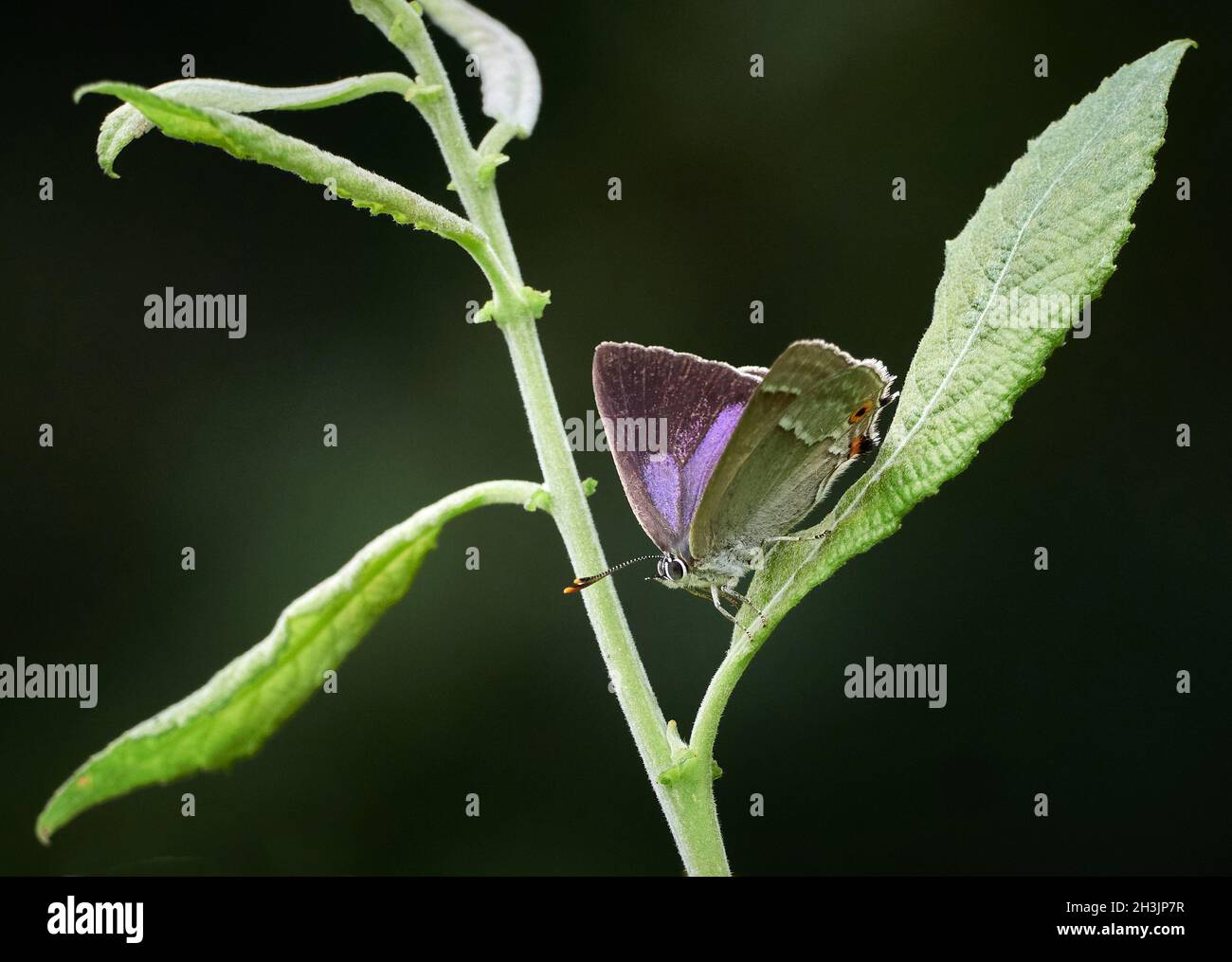 Porpora Hairstreak Neozephyrus quercus a riposo su una foglia di ardesia a Fermyn Woods nel Northamptonshire Regno Unito Foto Stock