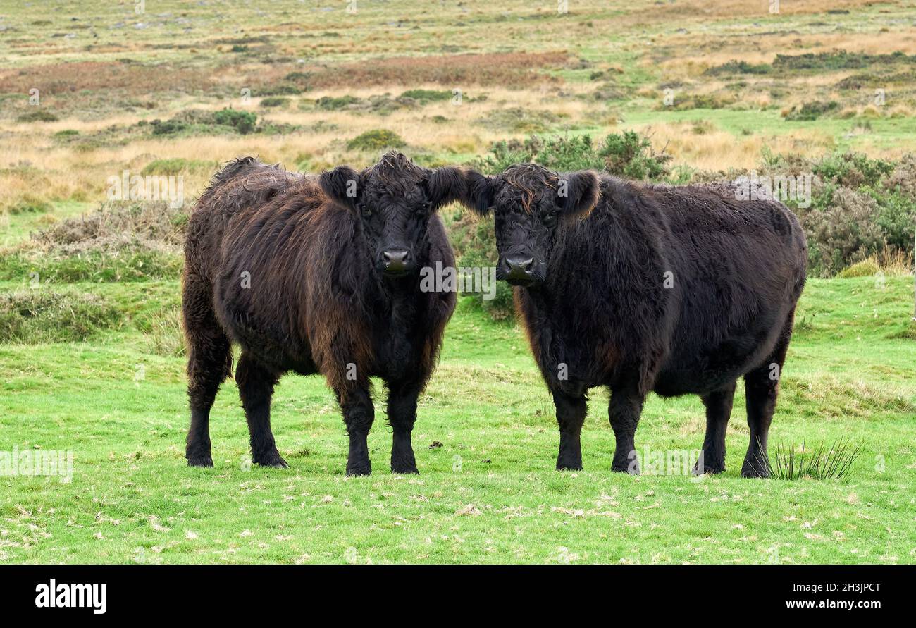 Un paio di vacche Black Galloway su Dartmoor dove la loro difficile natura docile è ideale per vivere su questi mori tetro - Devon UK Foto Stock