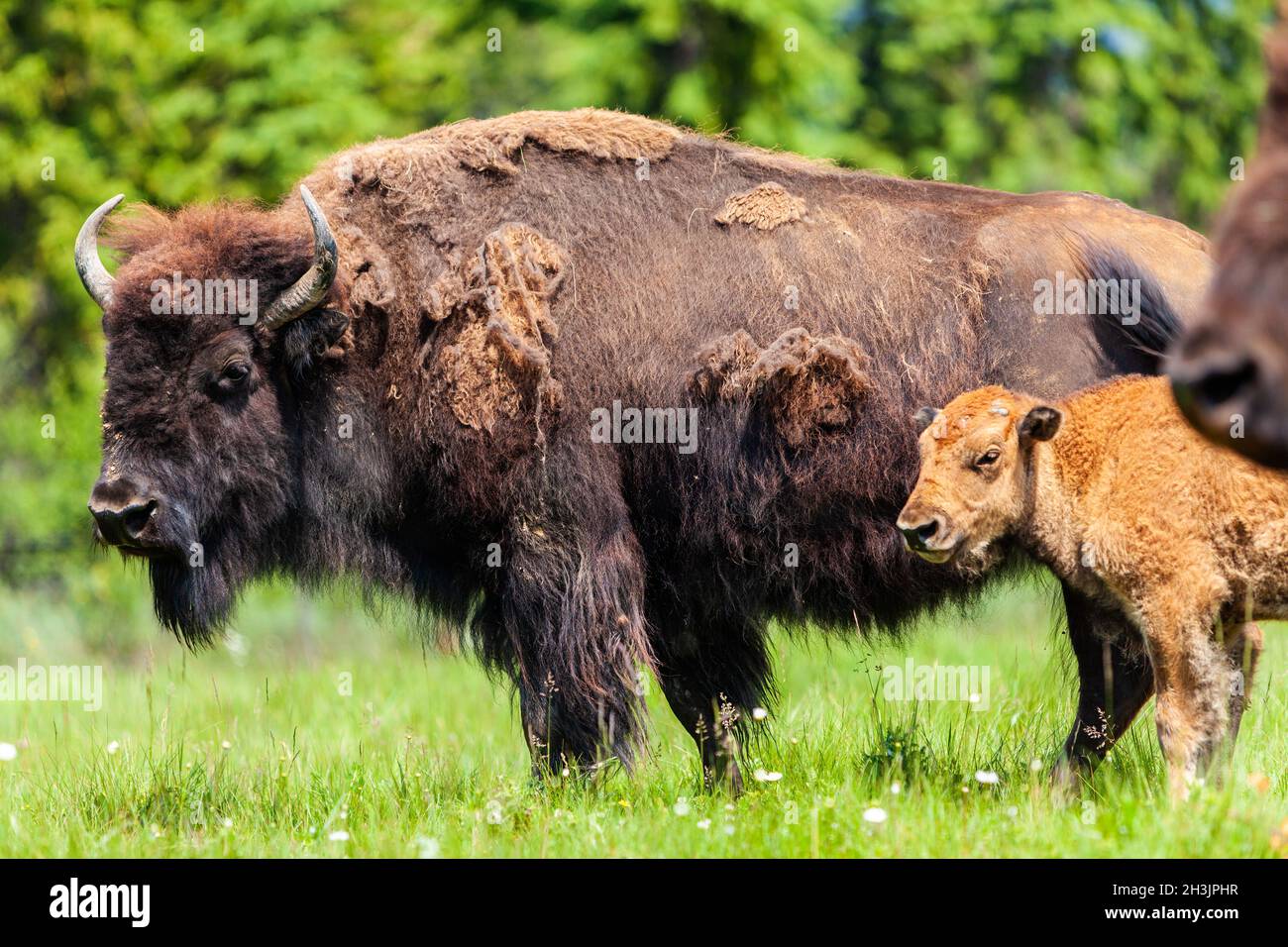 Bisonte americano o bufala con vitello e mandria Foto Stock Bisonte americano o bufala con vitello e mandria Foto Stock