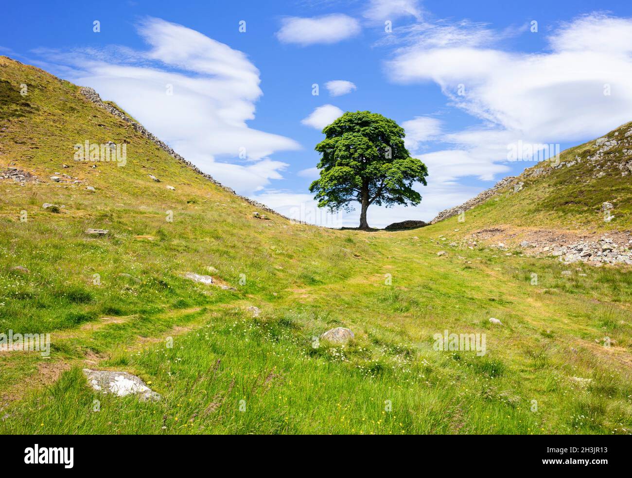 Il Sycamore Gap Tree o Robin Hood Tree è un albero di sicomoro che si trova accanto al Vallo di Adriano vicino a Crag Lough nel Northumberland Inghilterra UK GB Foto Stock