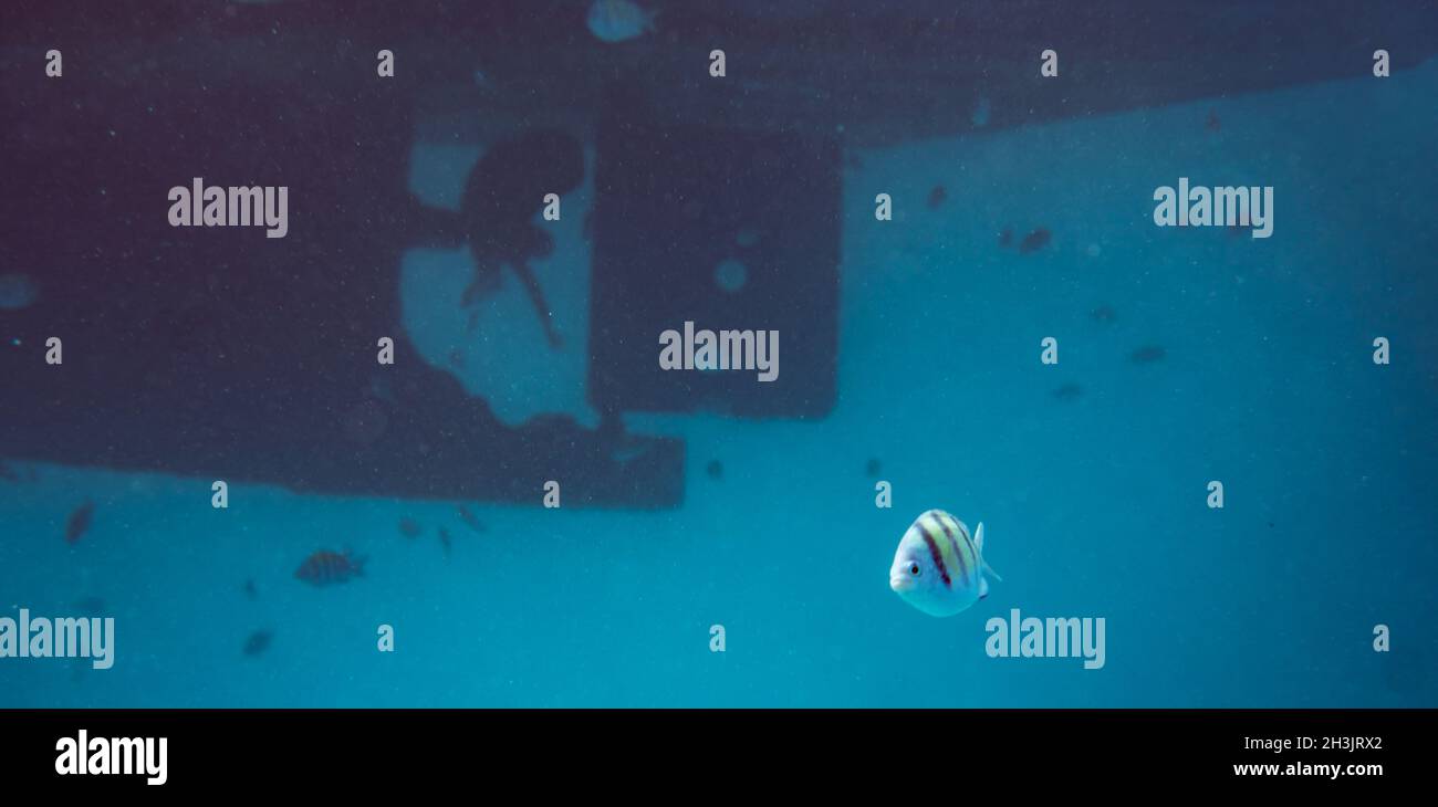 Scuola di pesci sott'acqua su elica e timone su una grande nave Foto Stock