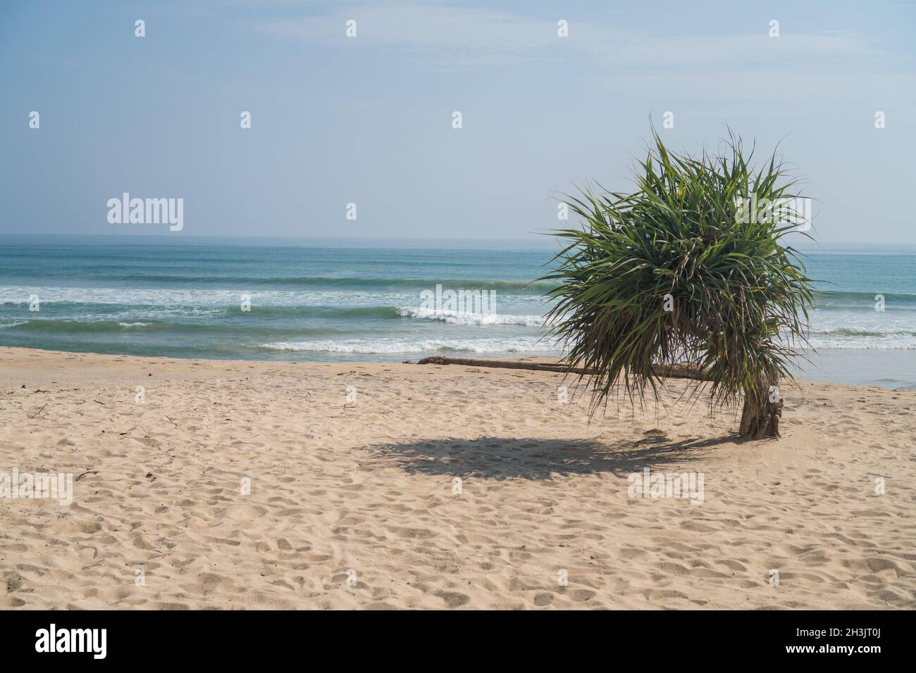 Singola piccola palma sulla spiaggia sopra mare e cielo Foto Stock