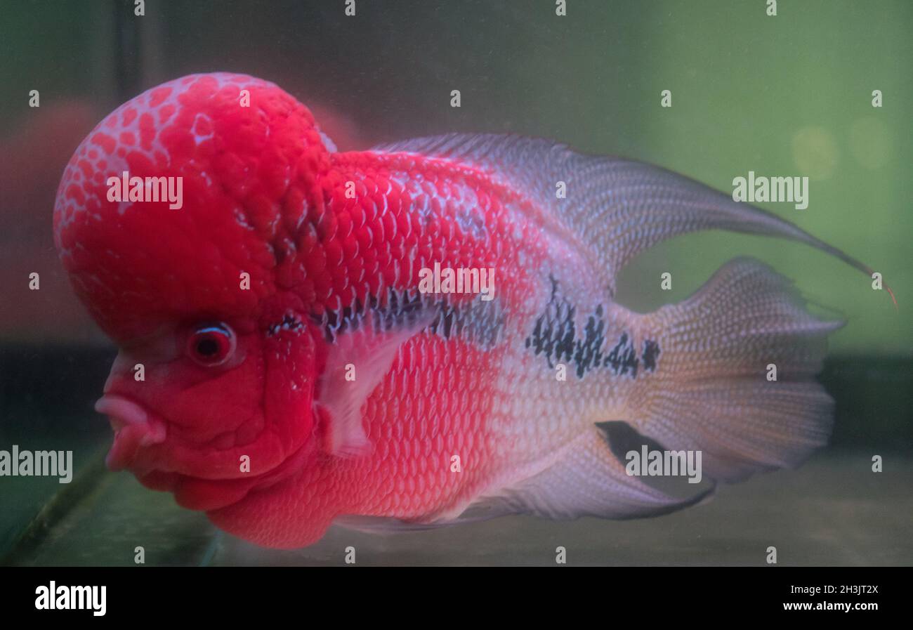 Fiore Horn pesce cliched nell'acquario Foto Stock