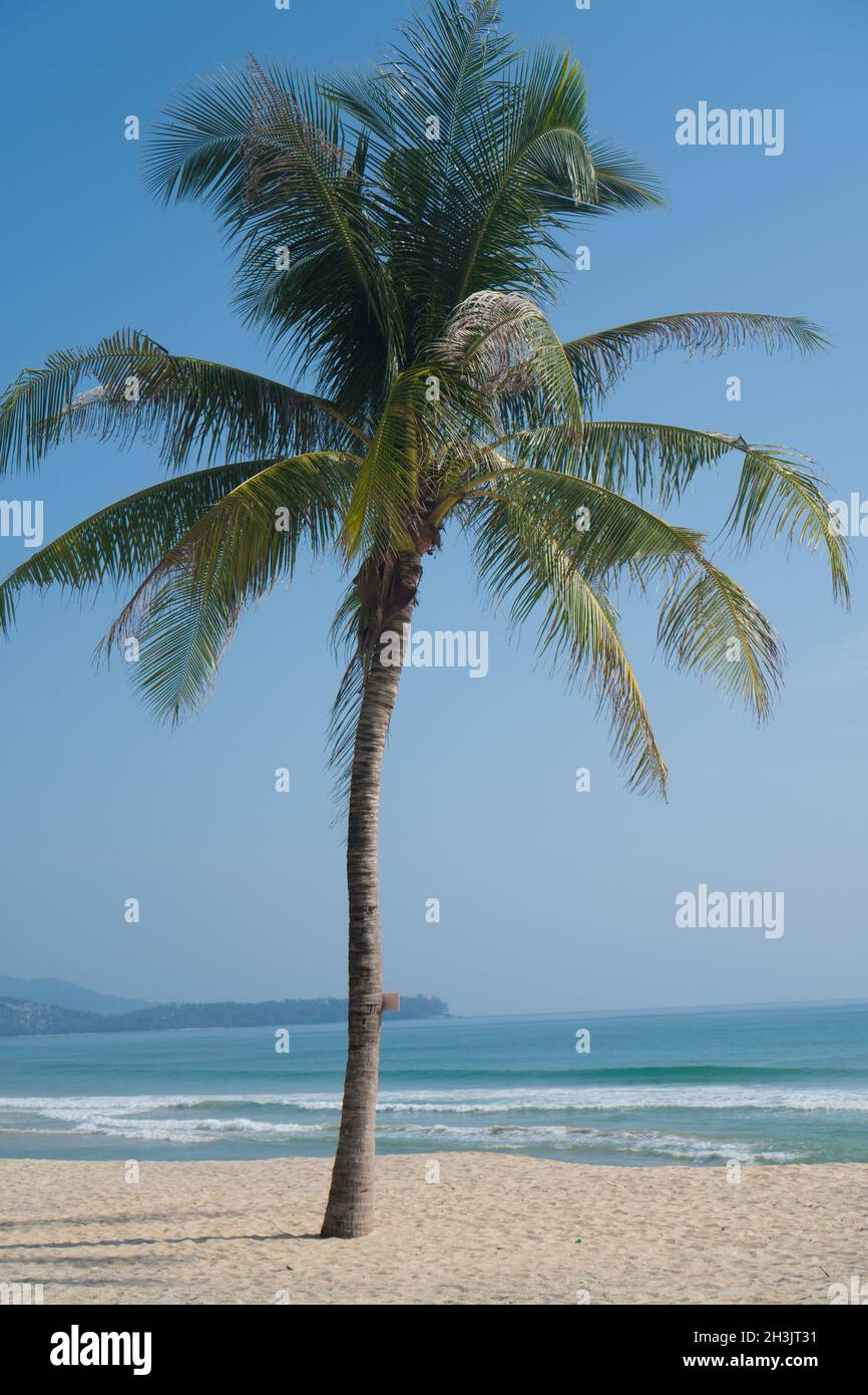 Singola palma su una spiaggia tropicale Foto Stock