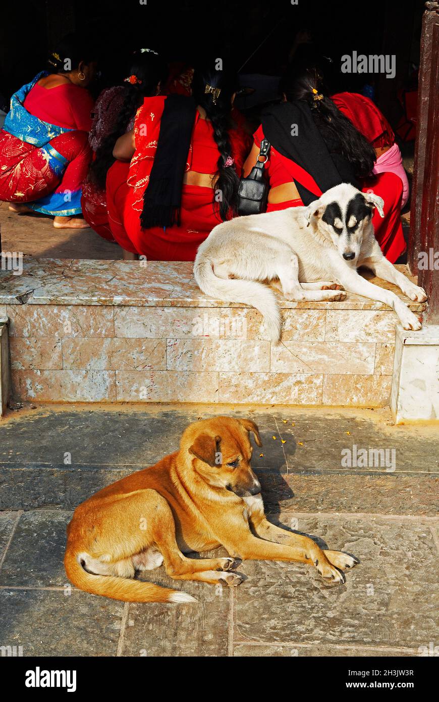 Nepal, valle di Kathmandu, Swayambunath stupa, offerta di mattina Foto Stock