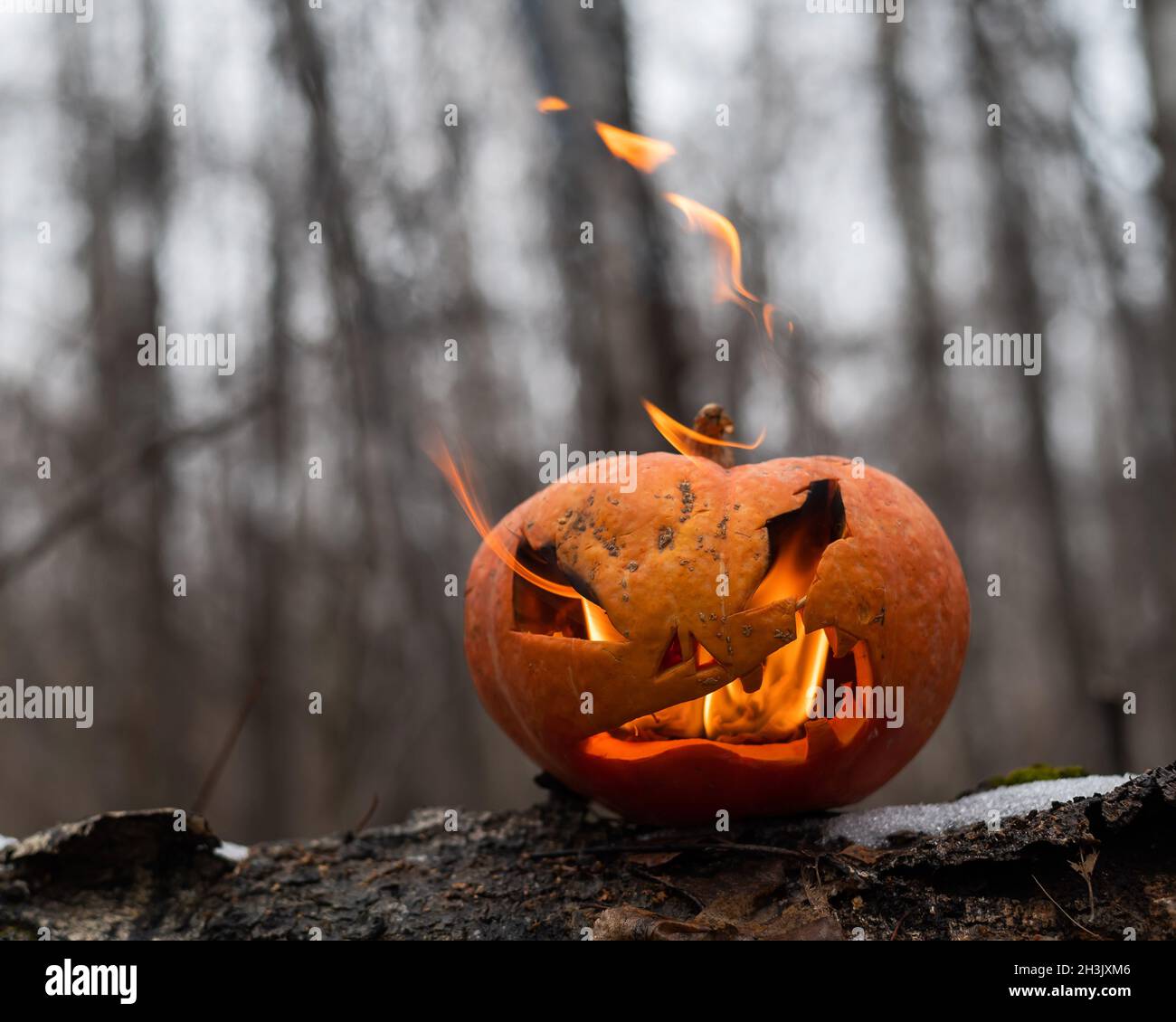 Zucca spaventosa con lingue di fiamma in una foresta densa. Jack o lanterna per Halloween Foto Stock