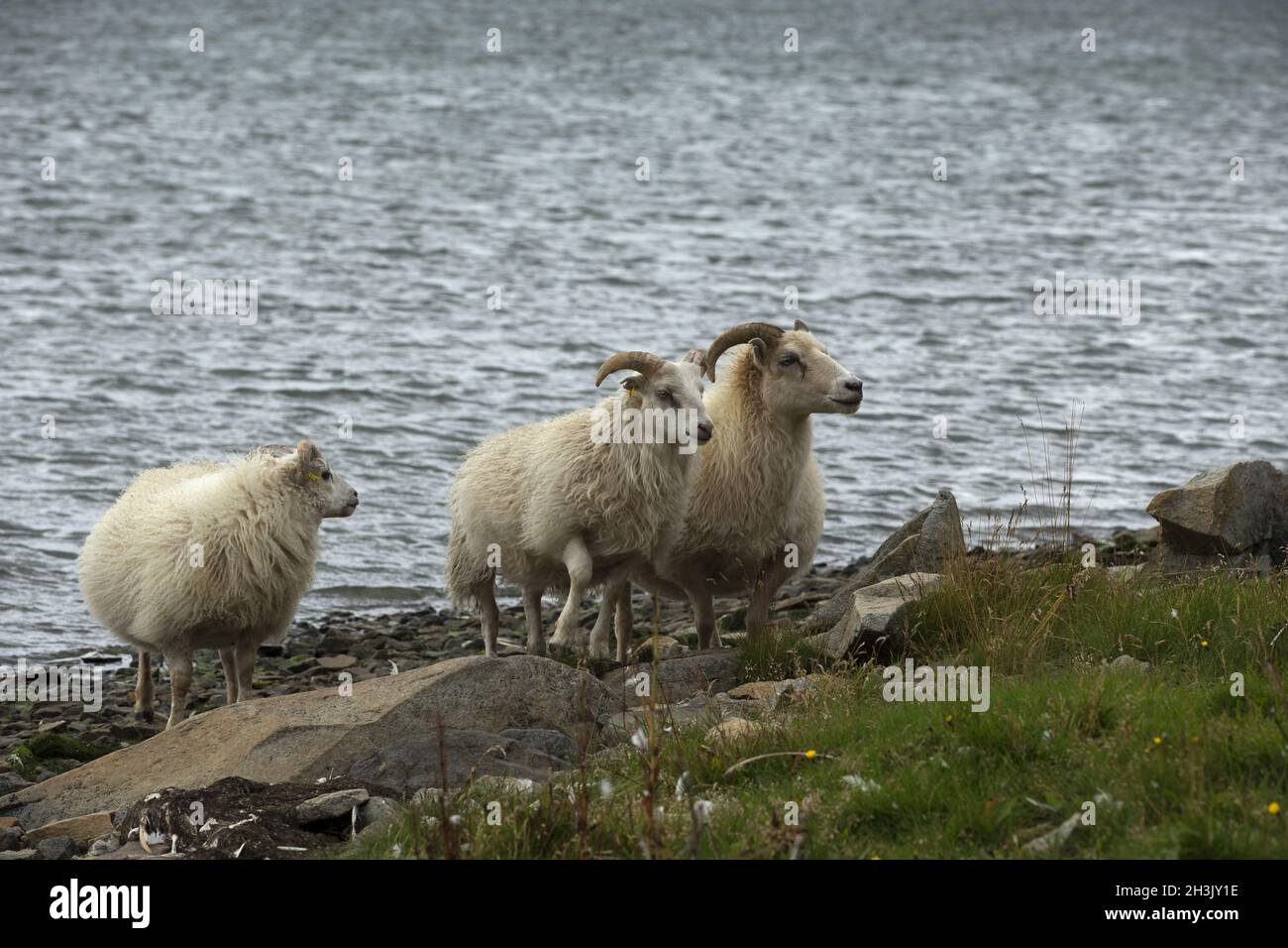 Islandese di pecore sul prato in tempo ventoso. Foto Stock