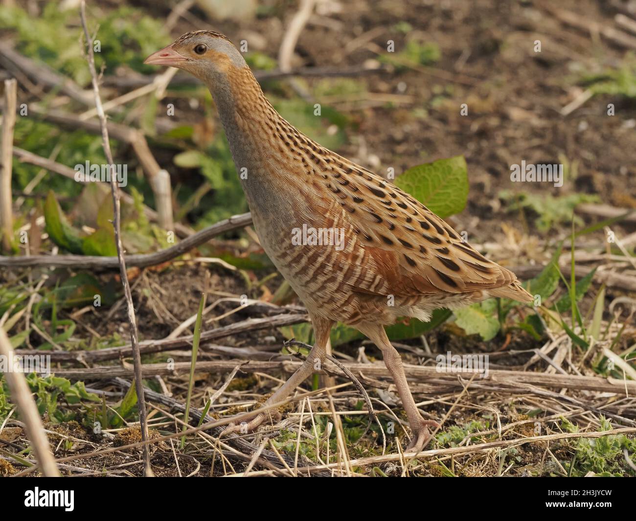 Il granoturco è un uccello migratorio che è diminuito in modo massiccio nelle isole britanniche a causa della perdita di habitat e dei cambiamenti nelle pratiche agricole. Foto Stock Il granoturco è un uccello migratorio che è diminuito in modo massiccio nelle isole britanniche a causa della perdita di habitat e dei cambiamenti nelle pratiche agricole. Foto Stock