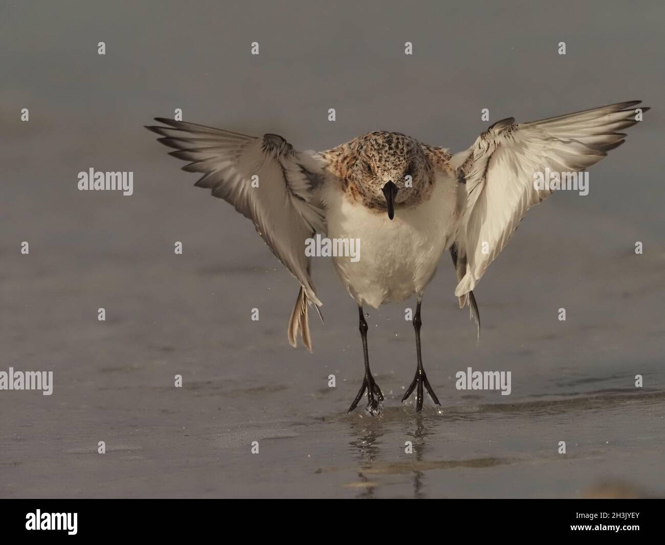 sanderling sono piccoli waders che sono abbastanza avvicinabili, o tollererà la presenza umana se rimanete fermi, correndo intorno voi. Foto Stock