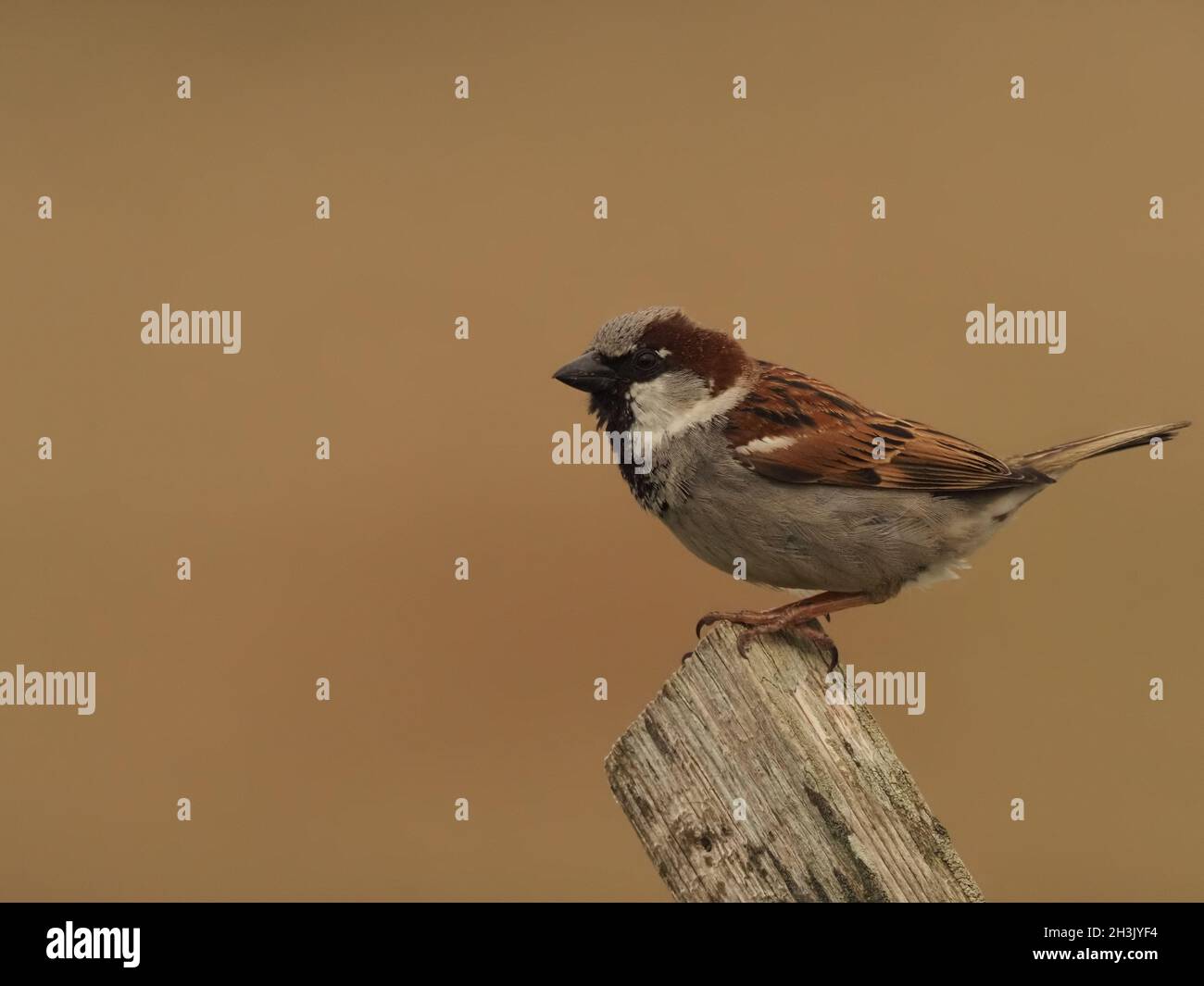 Una specie in declino in Gran Bretagna probabilmente influenzata dall'uso di pesticidi e dalla riduzione di preda di insetti. Foto Stock