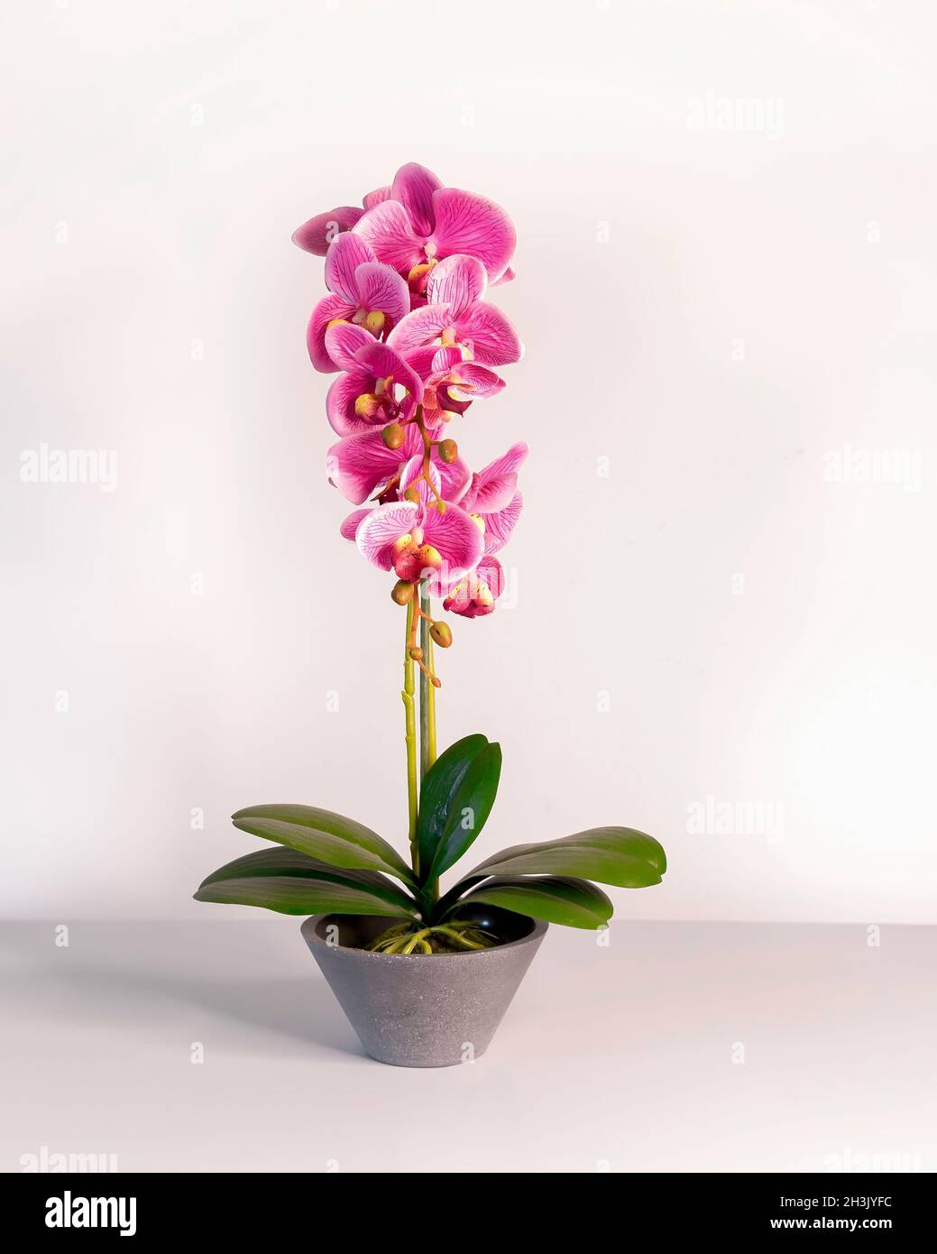 Orchidea rosa. Isolato. Disposizione floreale per la vita artificiale come fiori di orchidea in vaso grigio di ceramica fiore. Immagine stock. Foto Stock