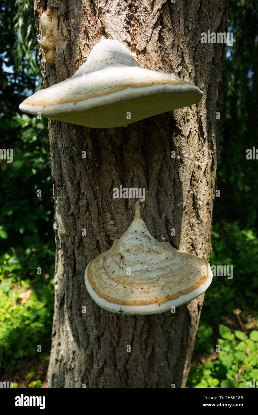 Due funghi Foto Stock