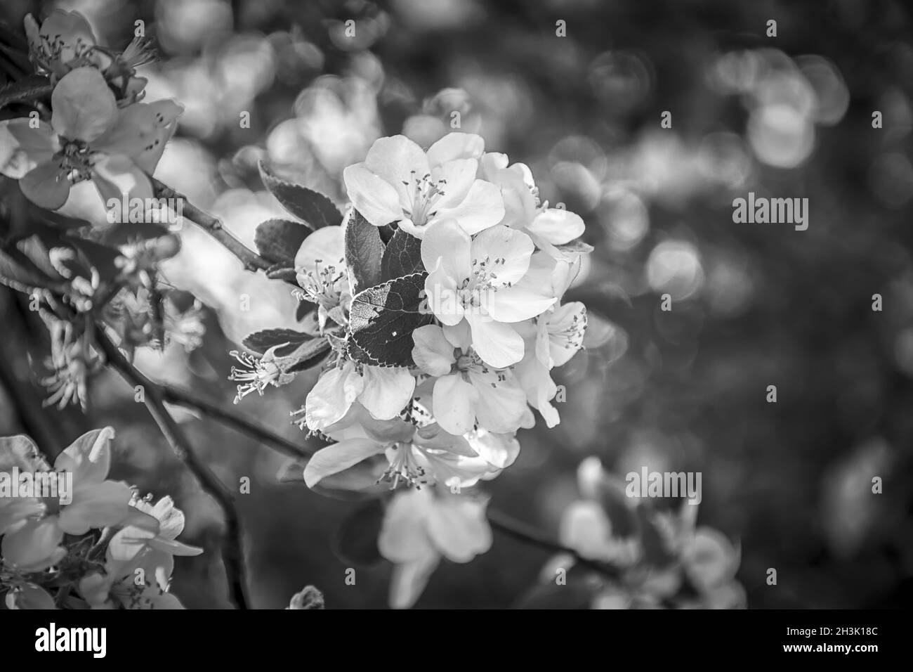Bella sakura fiore ciliegio sfondo fiore. Bianco e nero. Modello di biglietto di auguri. Profondità poco profonda. Tonalità scure. Primavera magia natura. Foto Stock