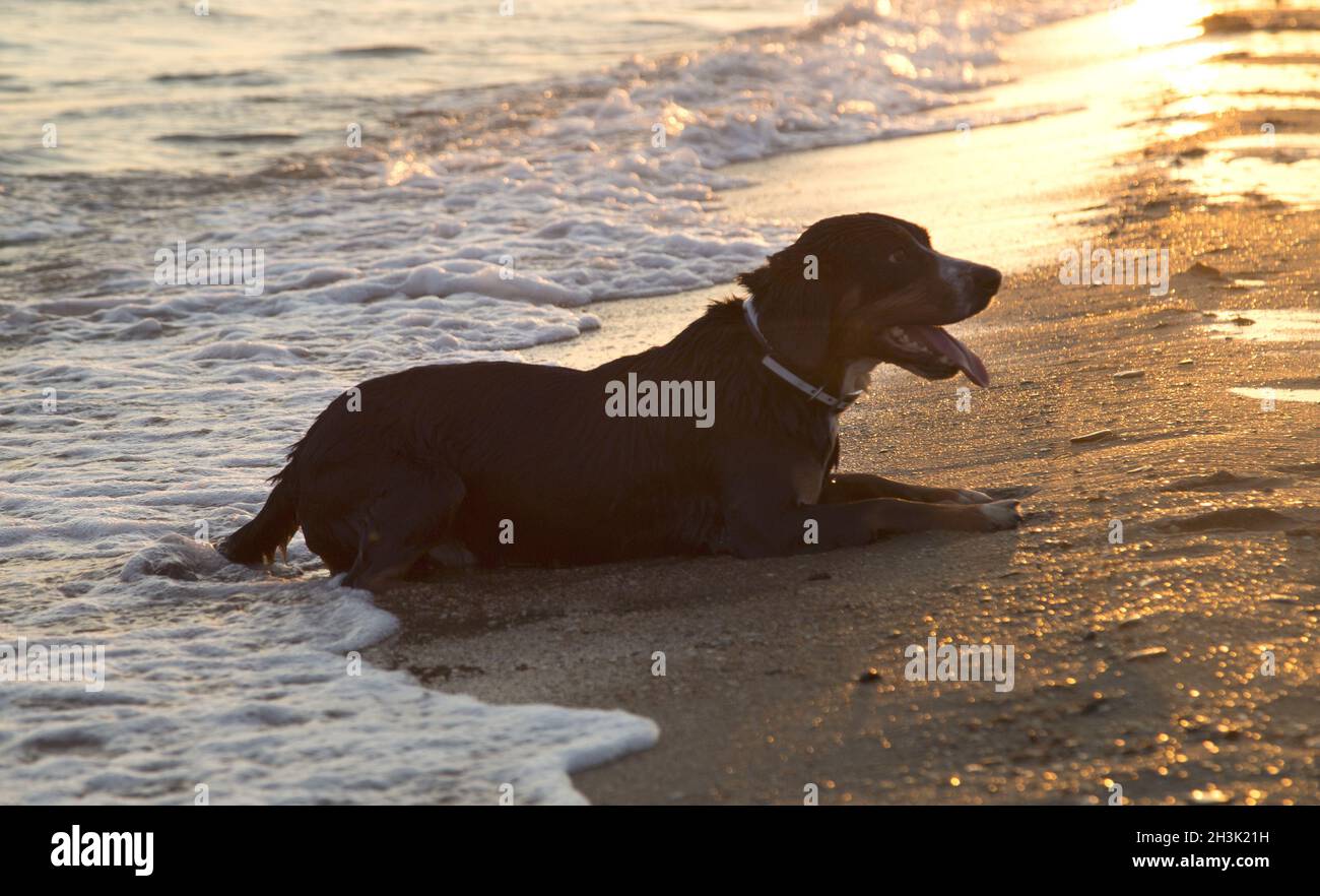 Montagna Entlebucher cane sul mare spiaggia rilassante dopo una nuotata al tramonto. Foto Stock