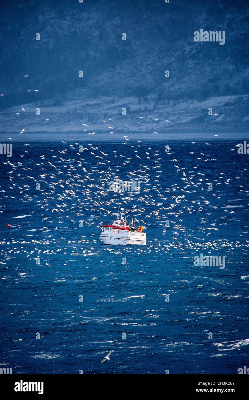 Pesca barca pulizia pesce, Norvegia Foto Stock