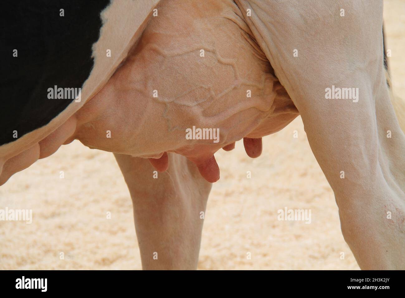 La mammella e capezzoli di un caseificio vacche di mungitura. Foto Stock