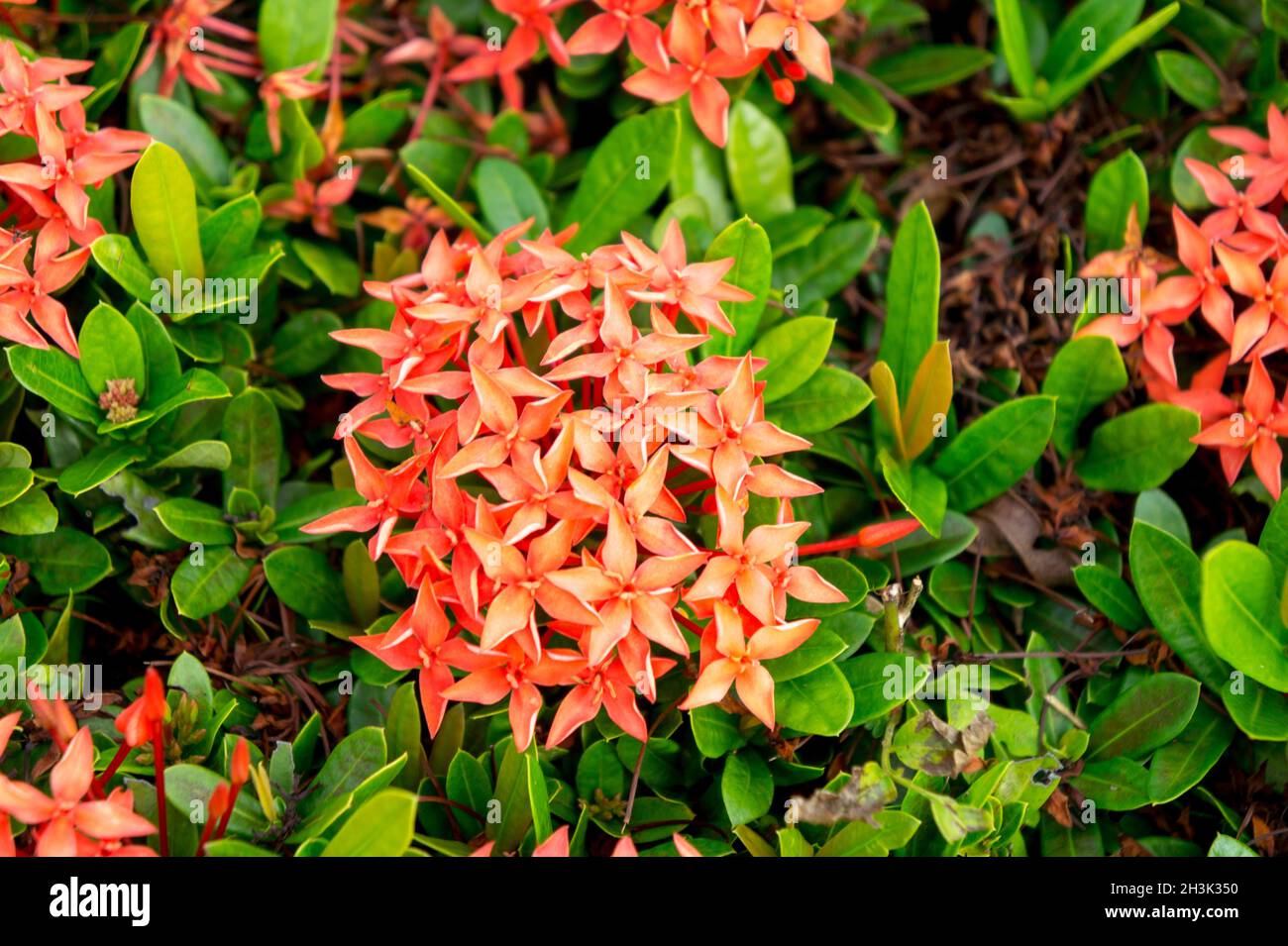 Fiore rosso nel parco storico di sukhothai Foto Stock