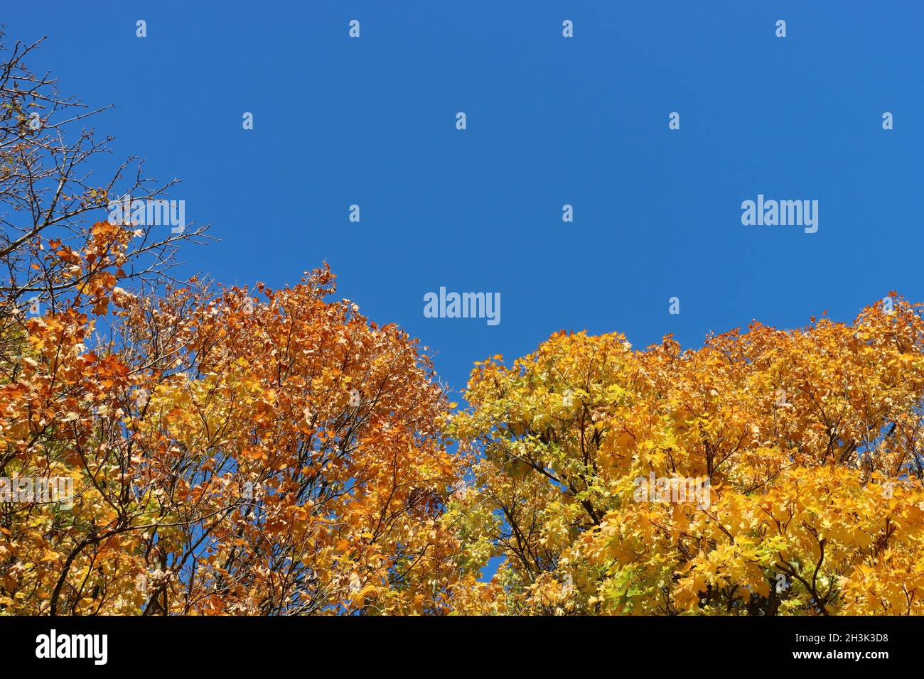 le foglie d'autunno dorate e gialle brillano al sole di fronte ad un cielo blu chiaro, spazio copia Foto Stock