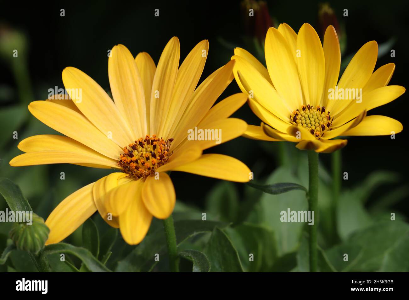 primo piano di due bellissimi fiori gialli di osteosperma su sfondo scuro e verde, vista laterale Foto Stock