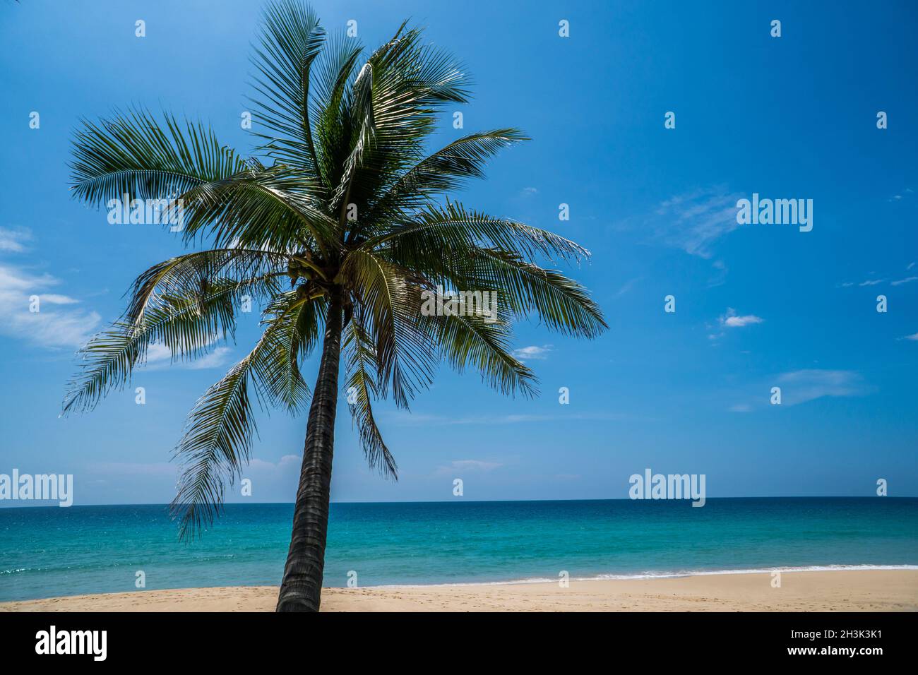Spiaggia tropicale con Palm tree Foto Stock