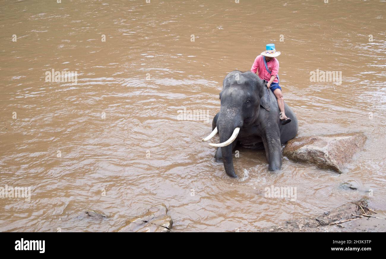 Elefante da bagno nel fiume Mae Taeng Foto Stock