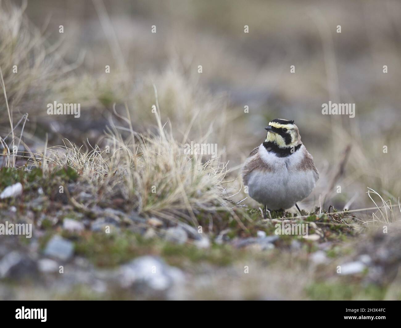 Lark cornuto Foto Stock
