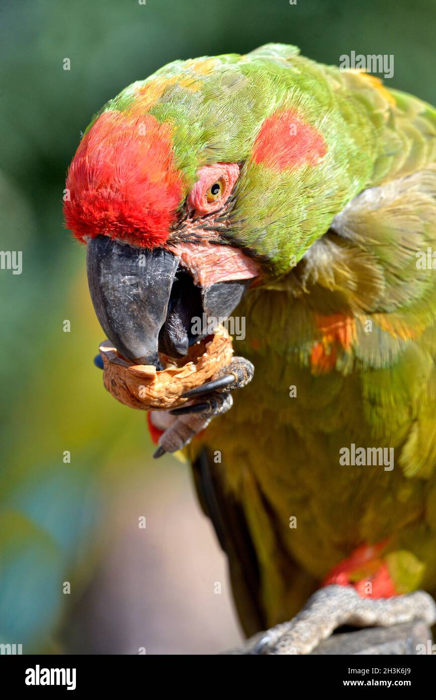 Ritratto macaw rosso-anteriore (rubrogenys di Ara) anche chiamato macaw di Lafresnaye che mangia una noce Foto Stock