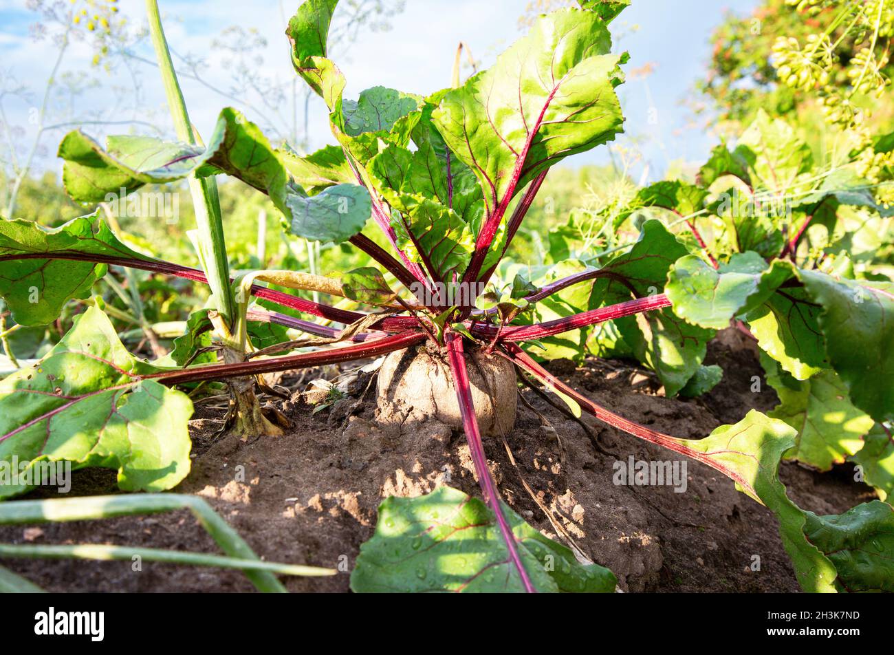 Barbabietola cresce al giardino vegetale in primo piano. Nutrizione vegetariana Foto Stock