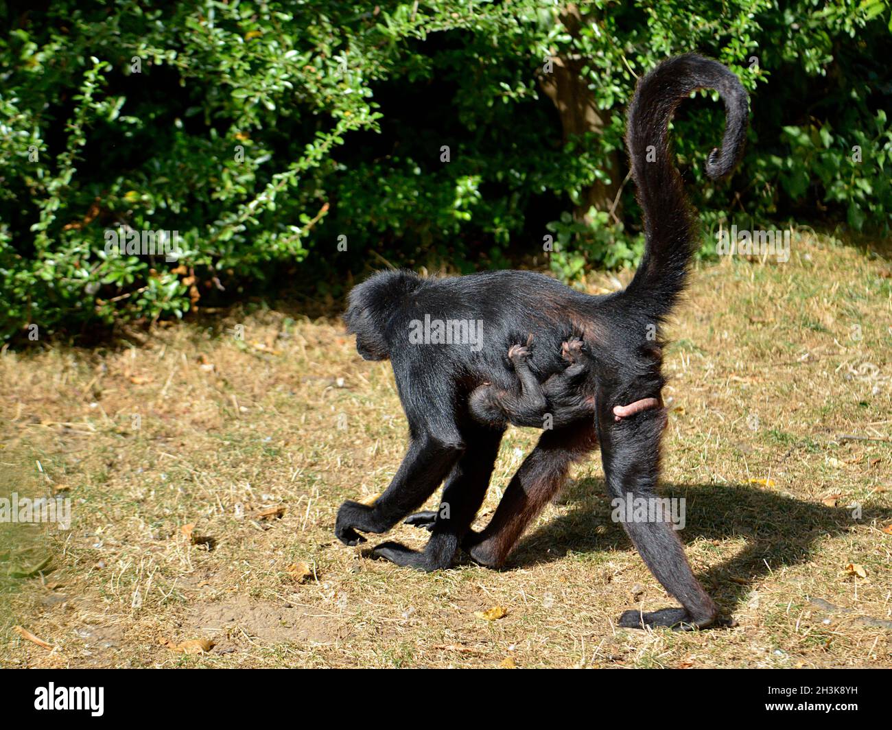 Scimmia ragno a testa nera (Ateles fusciceps) che cammina con il suo cucciolo appeso sul ventre Foto Stock